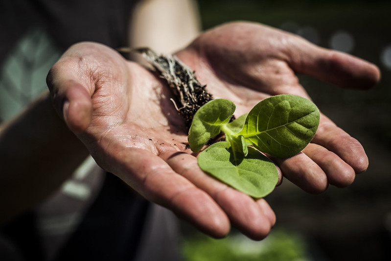 Towards a sustainable European food system: for a successful operationalisation of the "Farm to Fork" strategy